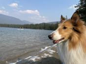 Rough collie
