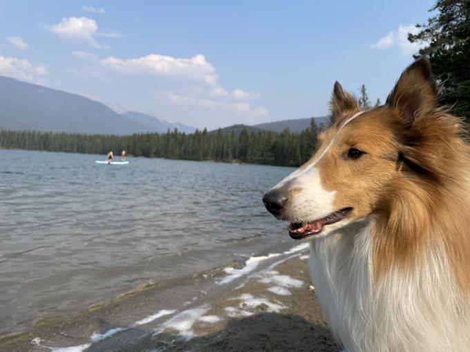 Rough collie