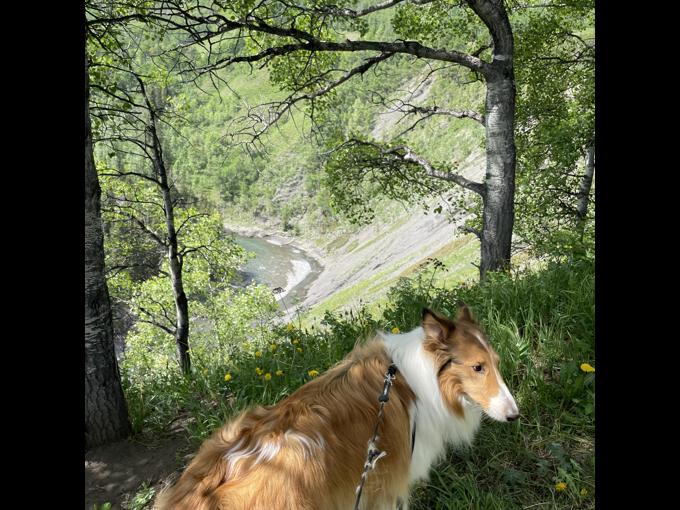 Rough collie