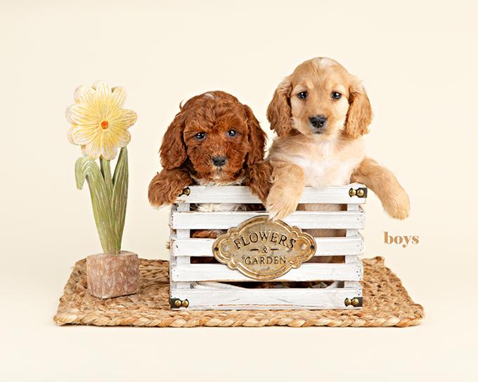 Cockapoo
