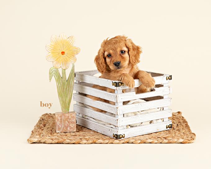 Cockapoo