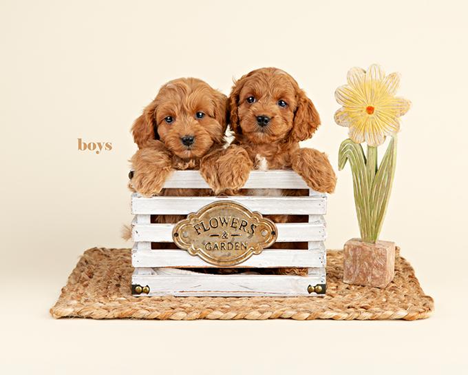 Cockapoo