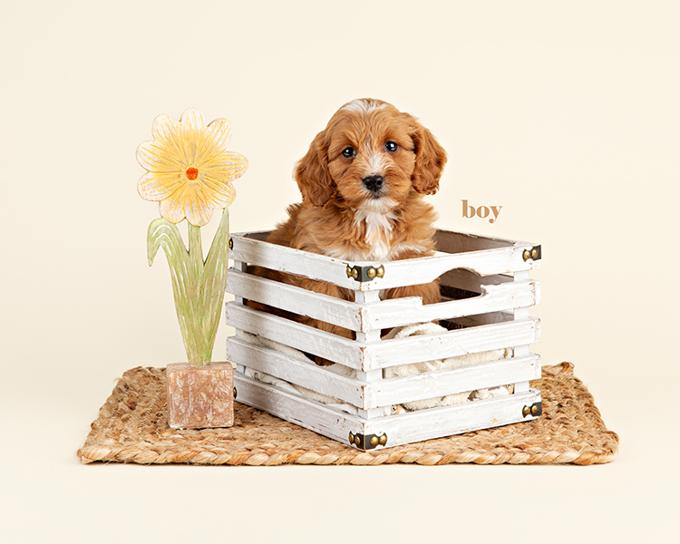 Cockapoo