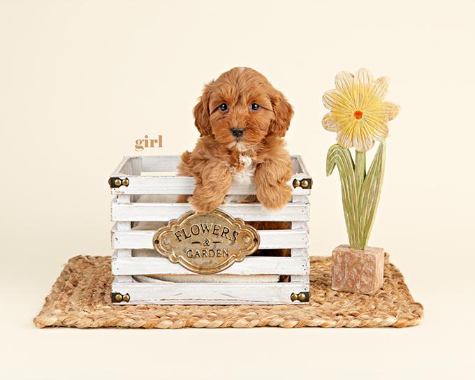 Cockapoo