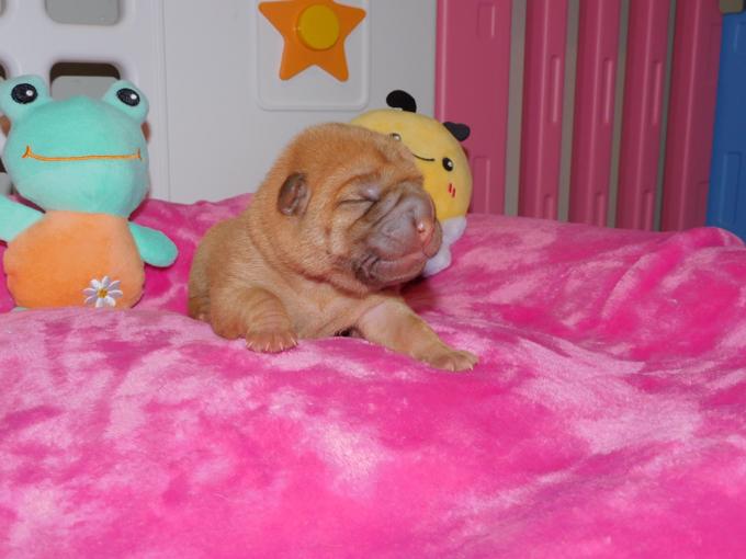 Chinese Shar - Pei Puppies