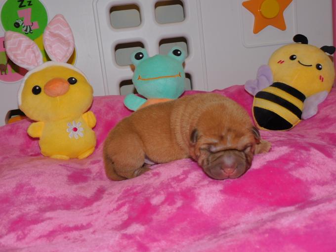 Chinese Shar - Pei Puppies