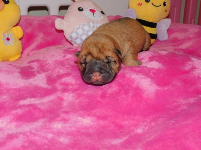 Chinese Shar - Pei Puppies