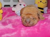 Chinese Shar - Pei Puppies