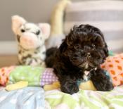 ShihPoo (Shih Tzu x Poodle)