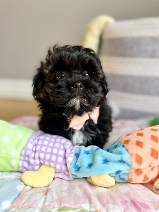 ShihPoo (Shih Tzu x Poodle)