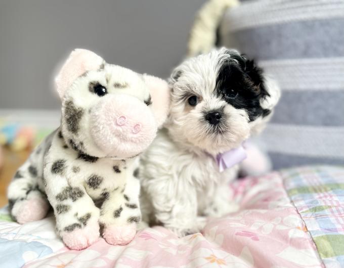 ShihPoo (Shih Tzu x Poodle)