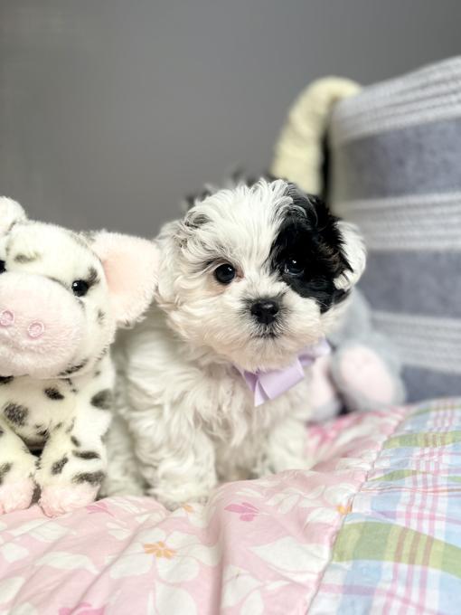 ShihPoo (Shih Tzu x Poodle)