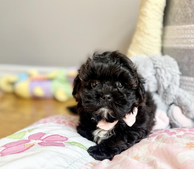 ShihPoo (Shih Tzu x Poodle)