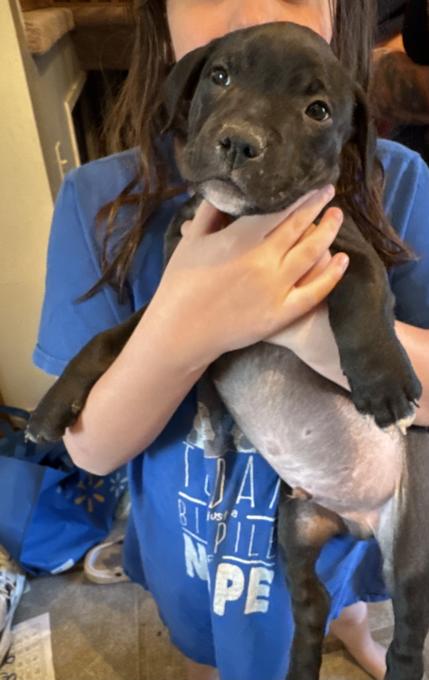 American Bully