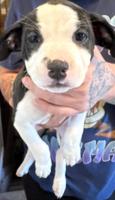 American Bully
