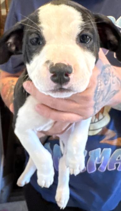 American Bully