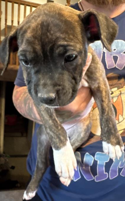 American Bully