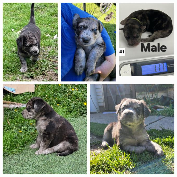 Lab/Great Dane x Staffordshire bull terrier/Australian Cattle Dog