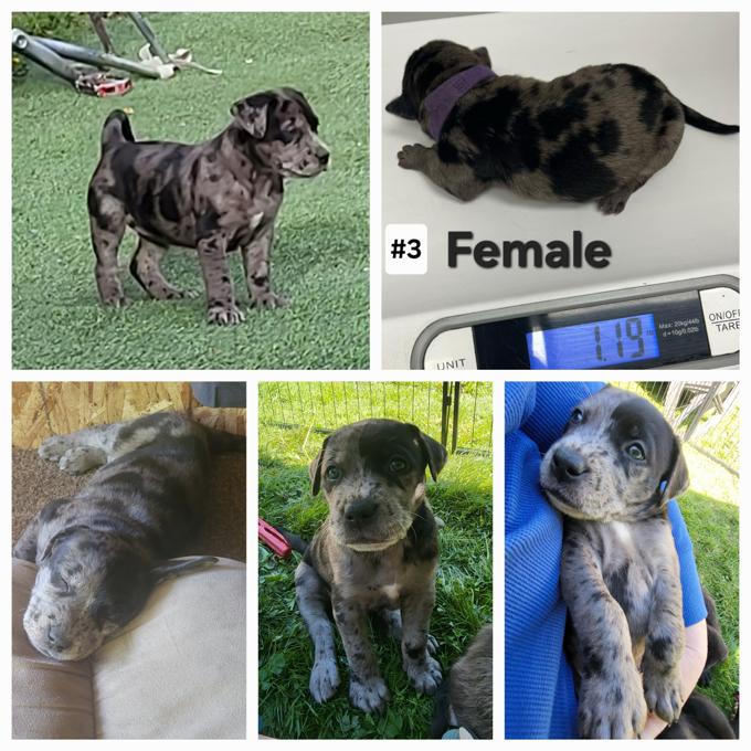 Lab/Great Dane x Staffordshire bull terrier/Australian Cattle Dog