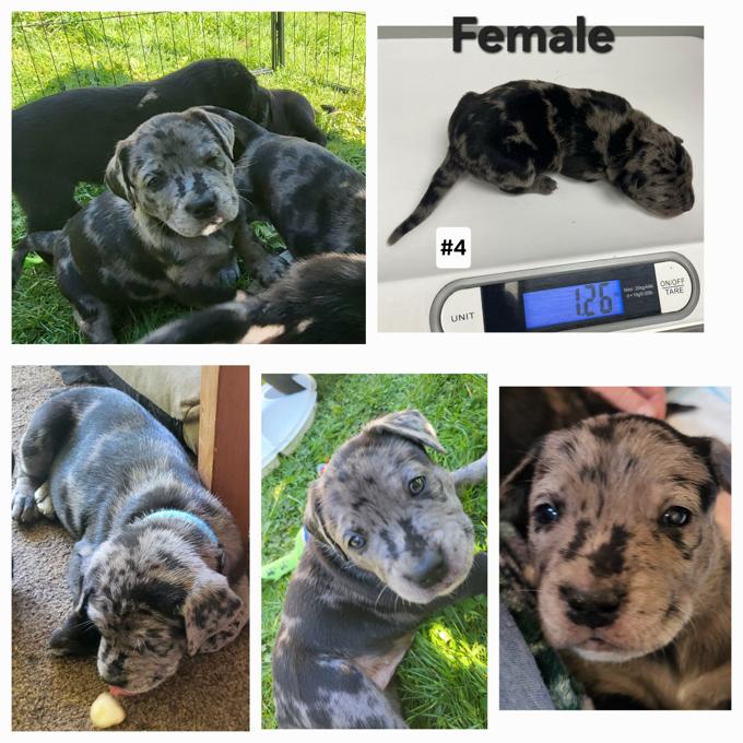 Lab/Great Dane x Staffordshire bull terrier/Australian Cattle Dog
