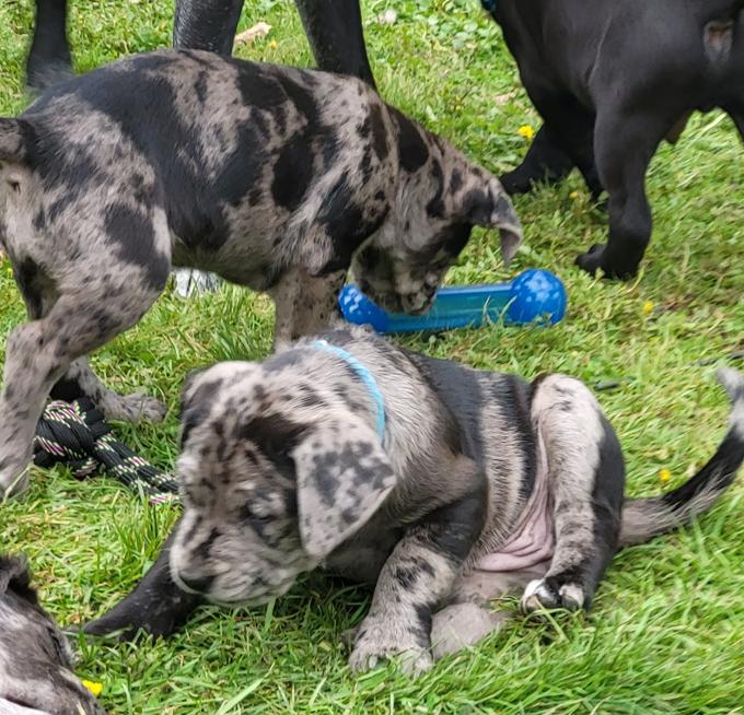 Lab/Great Dane x Staffordshire bull terrier/Australian Cattle Dog