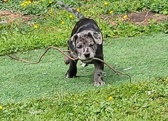 Lab/Great Dane x Staffordshire bull terrier/Australian Cattle Dog