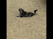 Poodle golden retriever