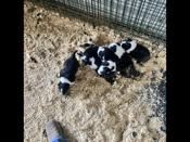 Border Collie and Heeler crosd