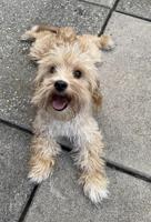 Toy poodle