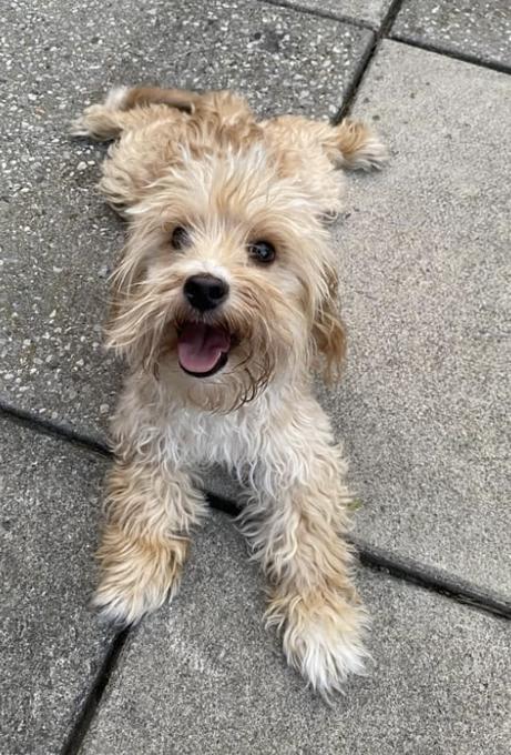 Toy poodle