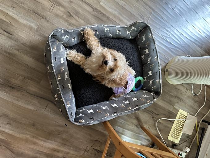 Toy Multipoo