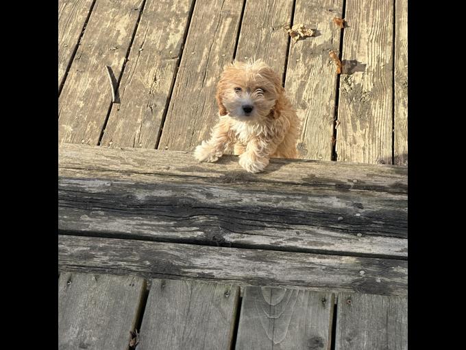 Toy Multipoo