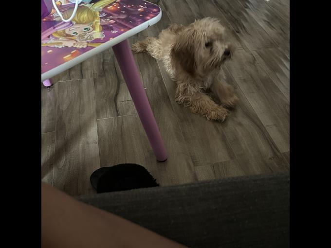 Toy Multipoo