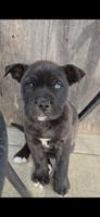 Husky and American bully mix