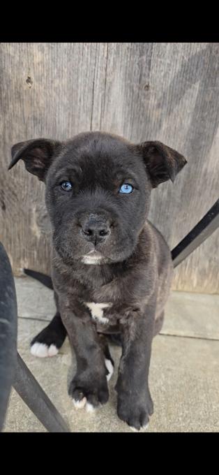 Husky and American bully mix