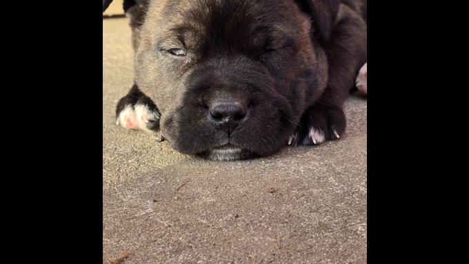 Husky and American bully mix
