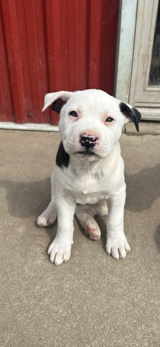 Husky and American bully mix