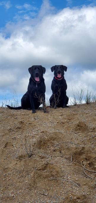 Labrador Retriever