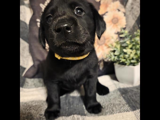 Labrador Retriever