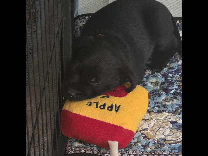 Labrador Retriever
