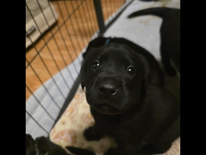 Labrador Retriever
