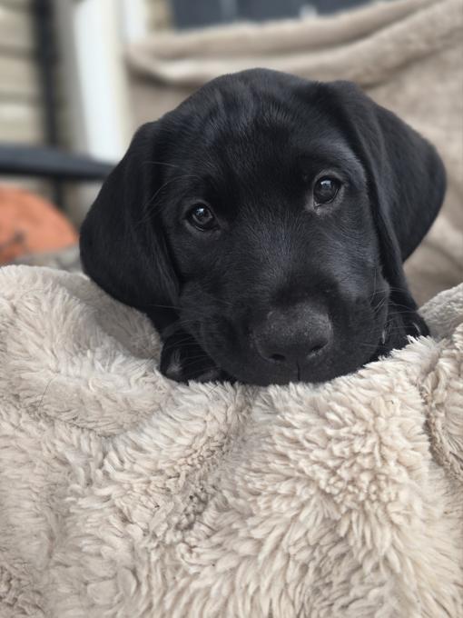 Labrador Retriever