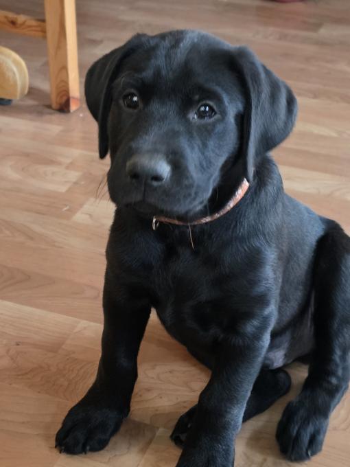 Labrador Retriever