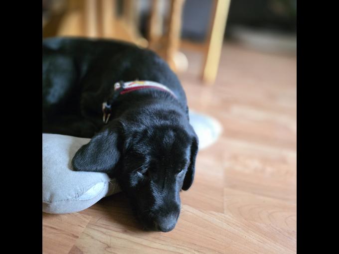 Labrador Retriever