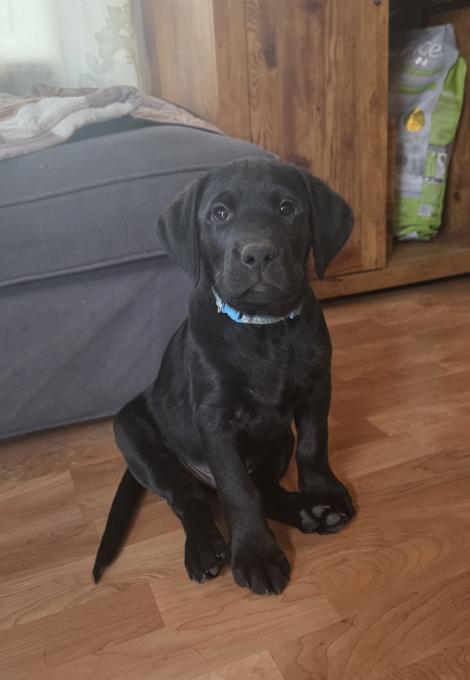 Labrador Retriever