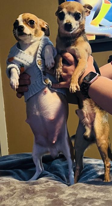 Chihuahua