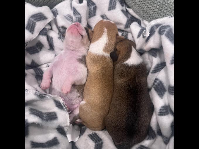 Chihuahua