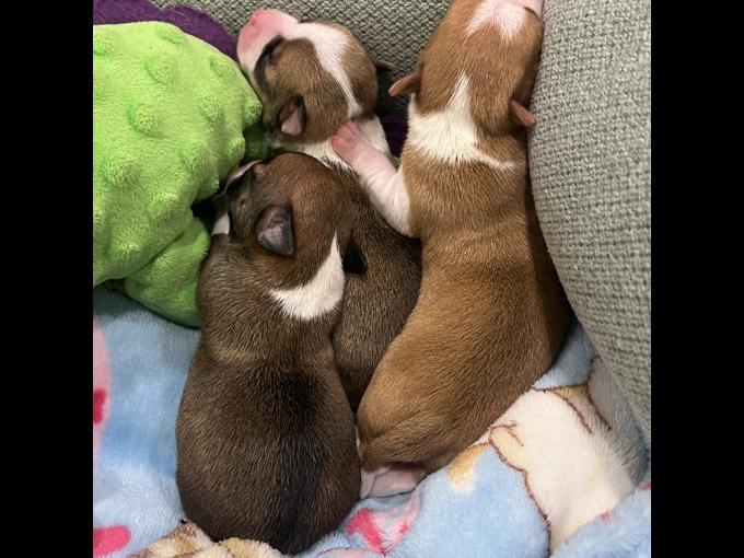 Chihuahua