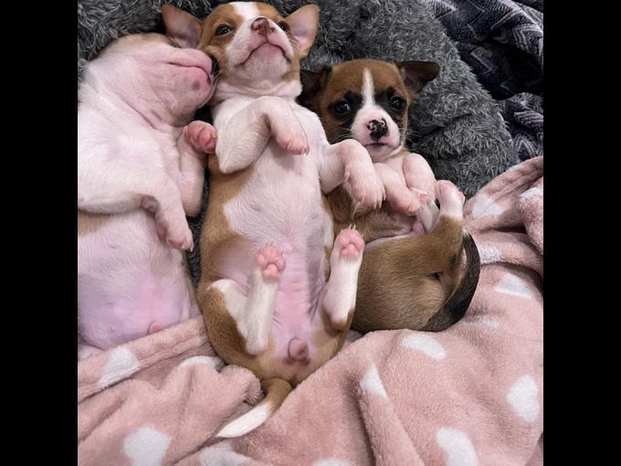 Chihuahua