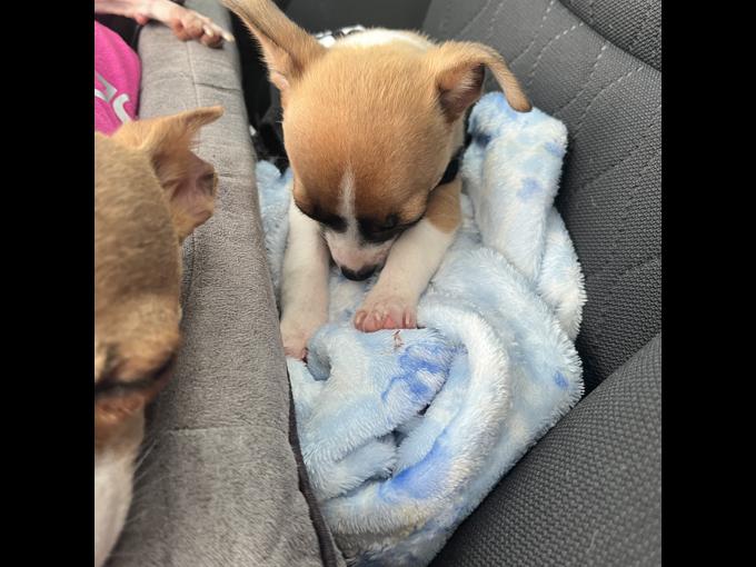 Chihuahua